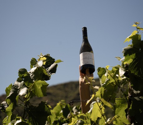 winery sauvignon blanc